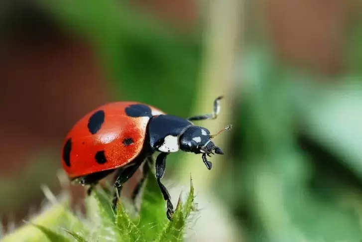 azimat nasib baik - ladybug