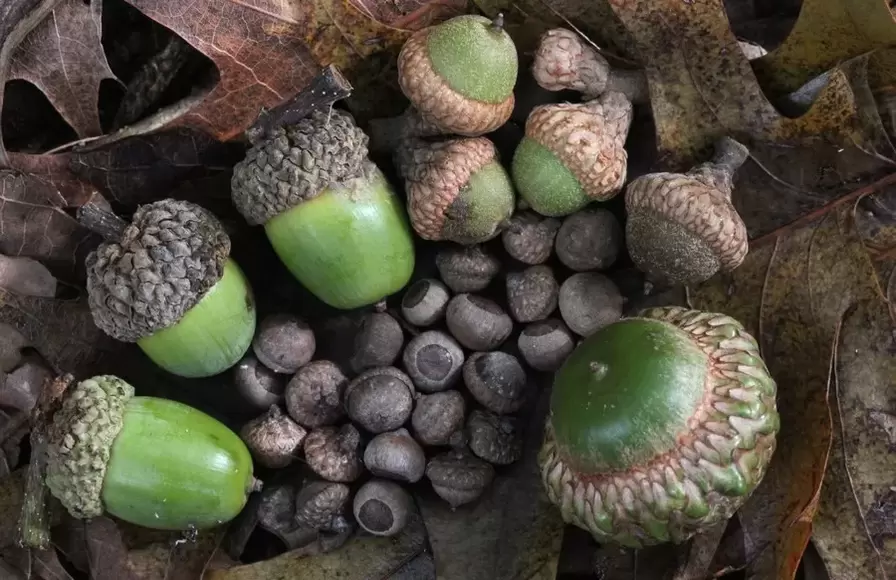 nasib baik azimat - acorn